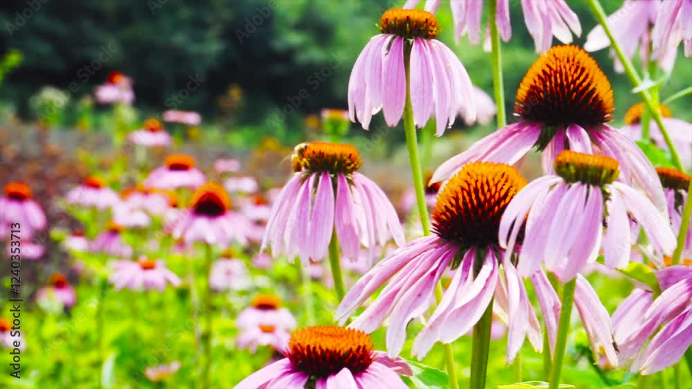 Colorful flowers bloom in sunny garden with buzzing bees and vibrant greenery