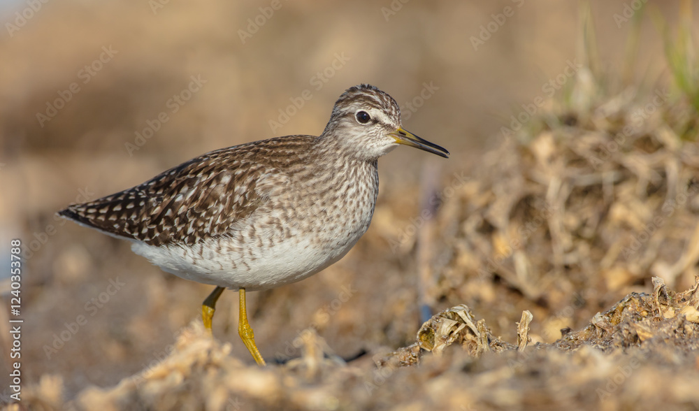 Wood Sandpiper  - in spring on the migration way at wetland