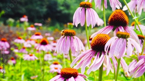 Colorful flowers bloom in sunny garden with buzzing bees and vibrant greenery