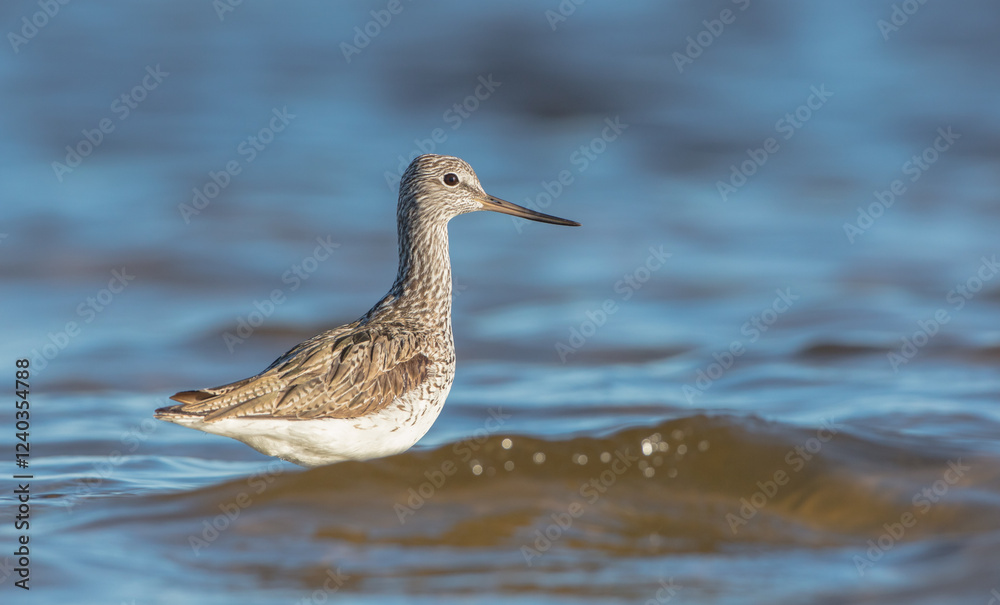 Common Greenshank feeding at a wetland in spring on a migration way Common Greenshank feeding at a wetland in spring on a migration way