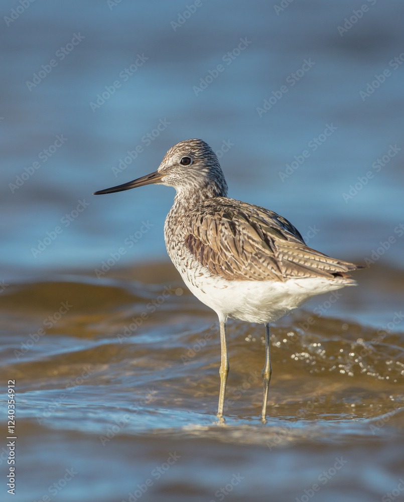 Common Greenshank feeding at a wetland in spring on a migration way Common Greenshank feeding at a wetland in spring on a migration way