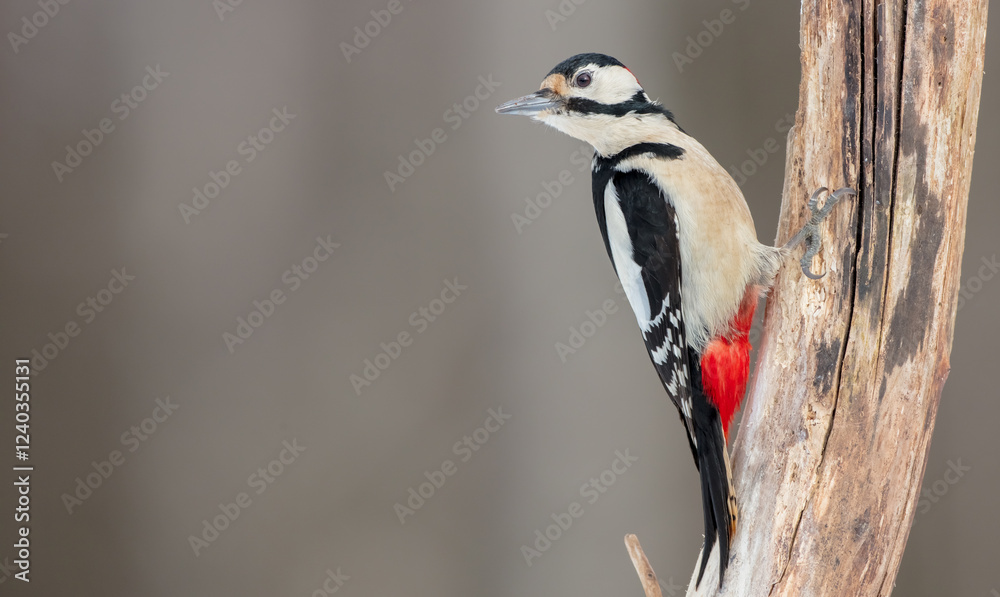Great Spotted Woodpecker - male - in the wet forest in autumn Great Spotted Woodpecker - male - in the wet forest in autumn