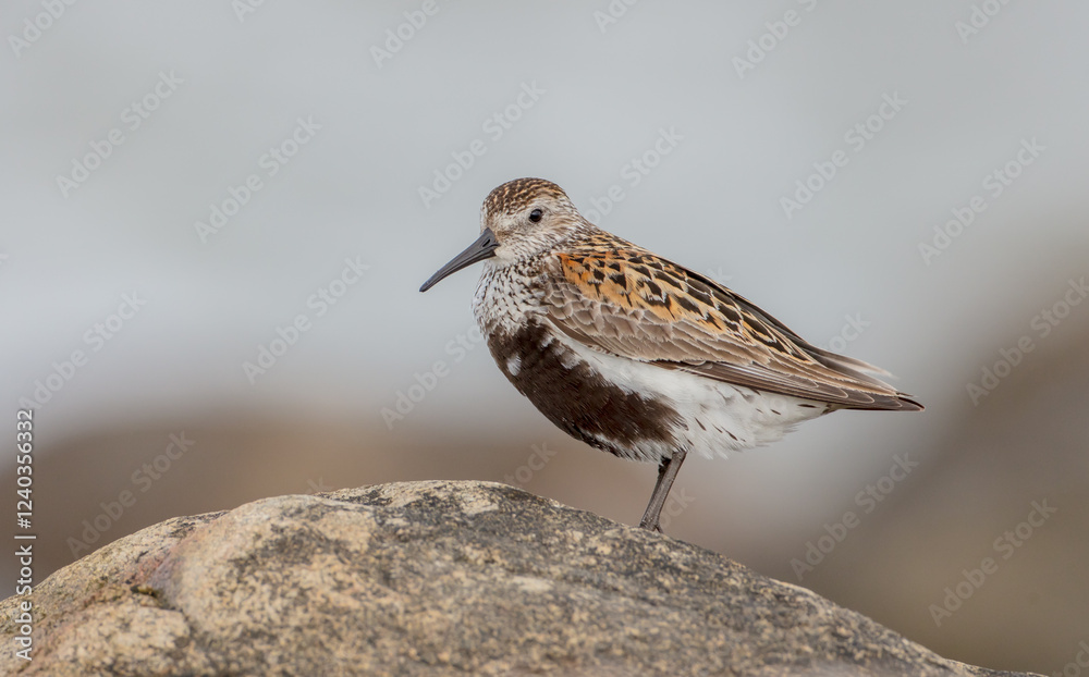Dunlin - adult bird at a seashore on the autumn migration way Dunlin - adult bird at a seashore on the autumn migration way