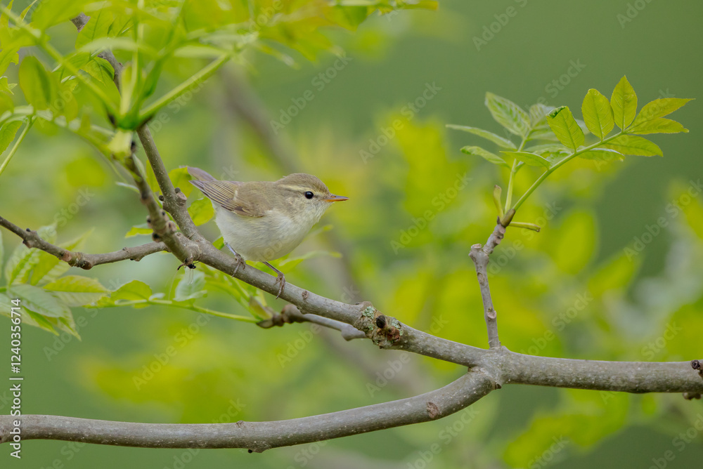The greenish warbler - male bird in spring The greenish warbler - male bird in spring