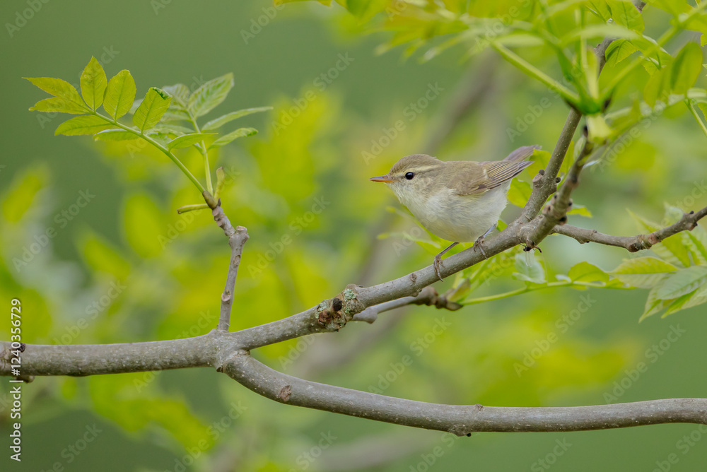 Obraz premium The greenish warbler - male bird in spring