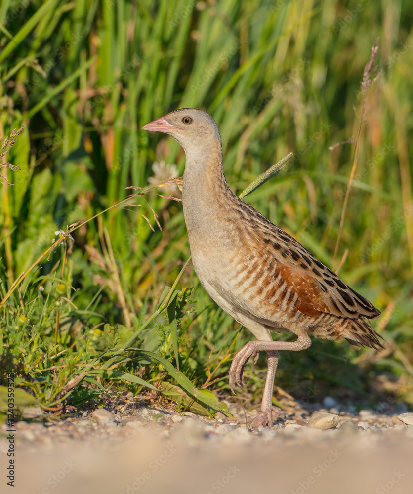 Corn crake - male bird at a meadow in the beginning of the summer Corn crake - male bird at a meadow in the beginning of the summer