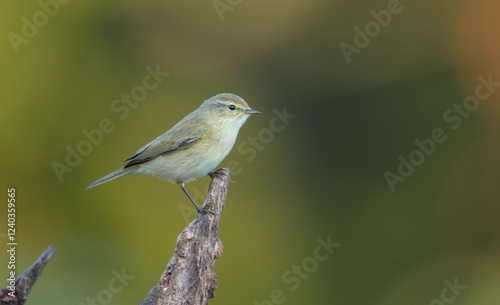 Common chiffchaff -  in autumn at a wet forest  photo