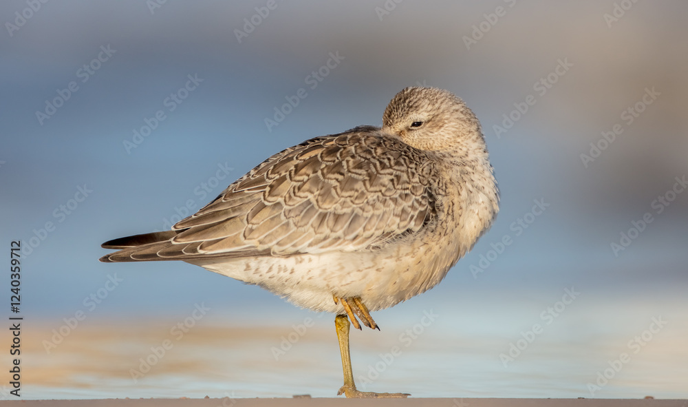Red Knot - on the autumn migration way at a seashore Red Knot - on the autumn migration way at a seashore