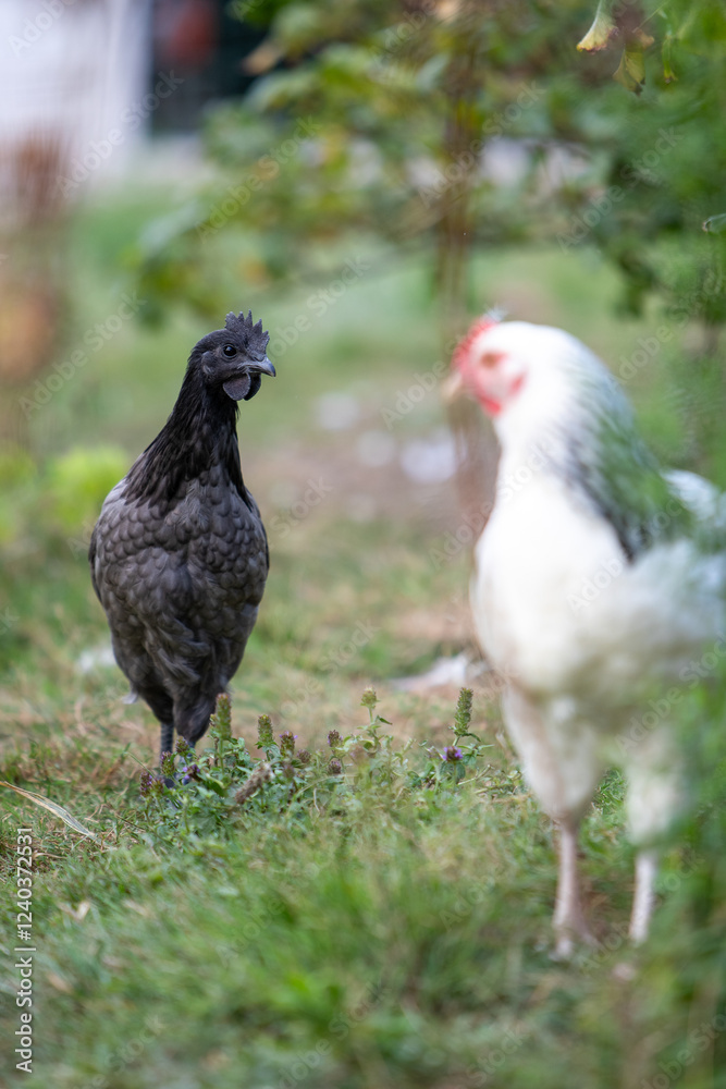 Jeune poule d'Ayam Cemani, de couleur noire, avec une jeune poule Sussex marchant librement dans l'herbe, lumière d'automne. Jeune poule d'Ayam Cemani, de couleur noire, avec une jeune poule Sussex marchant librement dans l'herbe, lumière d'automne.