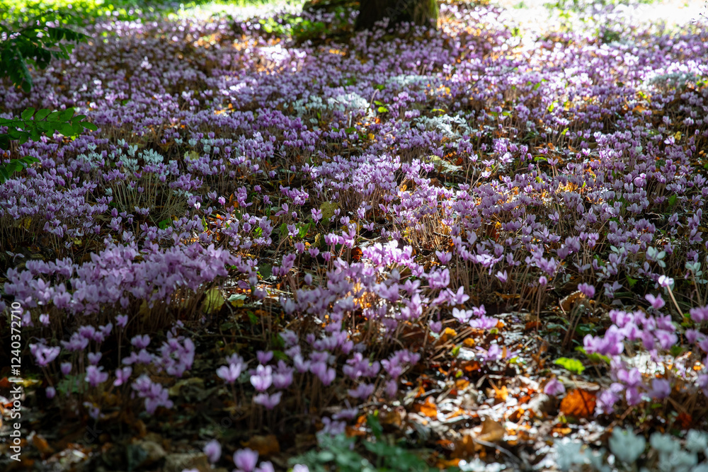Cyclamen à fleurs roses et blanches dans un sous-bois. Abondance de fleurs qui poussent à l'état sauvage. Cyclamen à fleurs roses et blanches dans un sous-bois. Abondance de fleurs qui poussent à l'état sauvage.