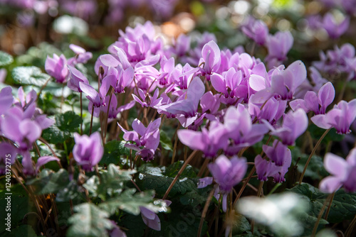 Cyclamen à fleurs roses et blanches dans un sous-bois. Abondance de fleurs qui poussent à l'état sauvage. photo