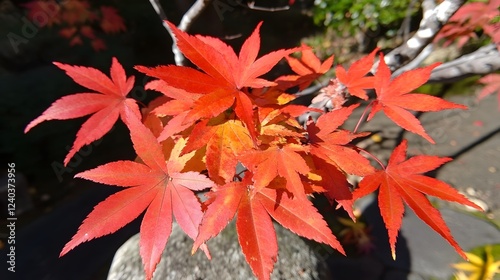 Vibrant Red Japanese Maple Leaves Autumn Foliage