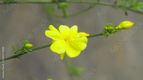 Wallpaper Mural Bright yellow flower blooming along a slender green stem in a natural garden setting Torontodigital.ca