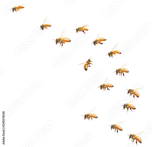 PNG Bees flying insects white invertebrate.