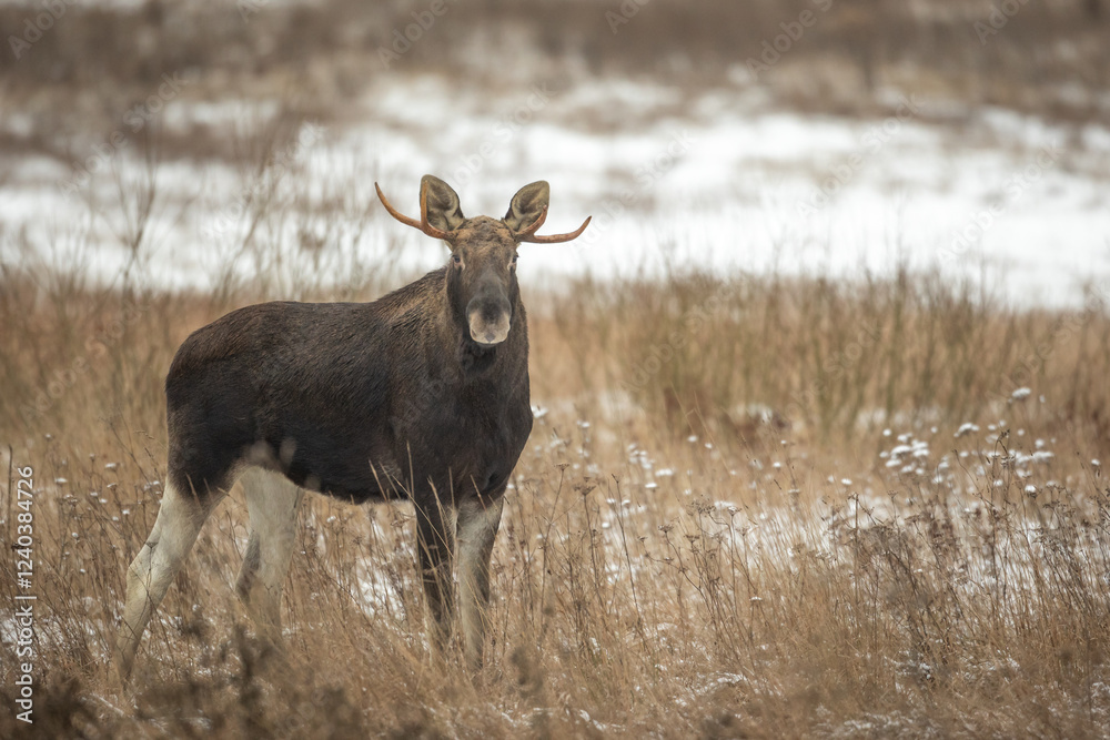 Mammals male bull Moose ( Alces alces ) North part of Poland, Europe dark foggy morning in winter young pine forest