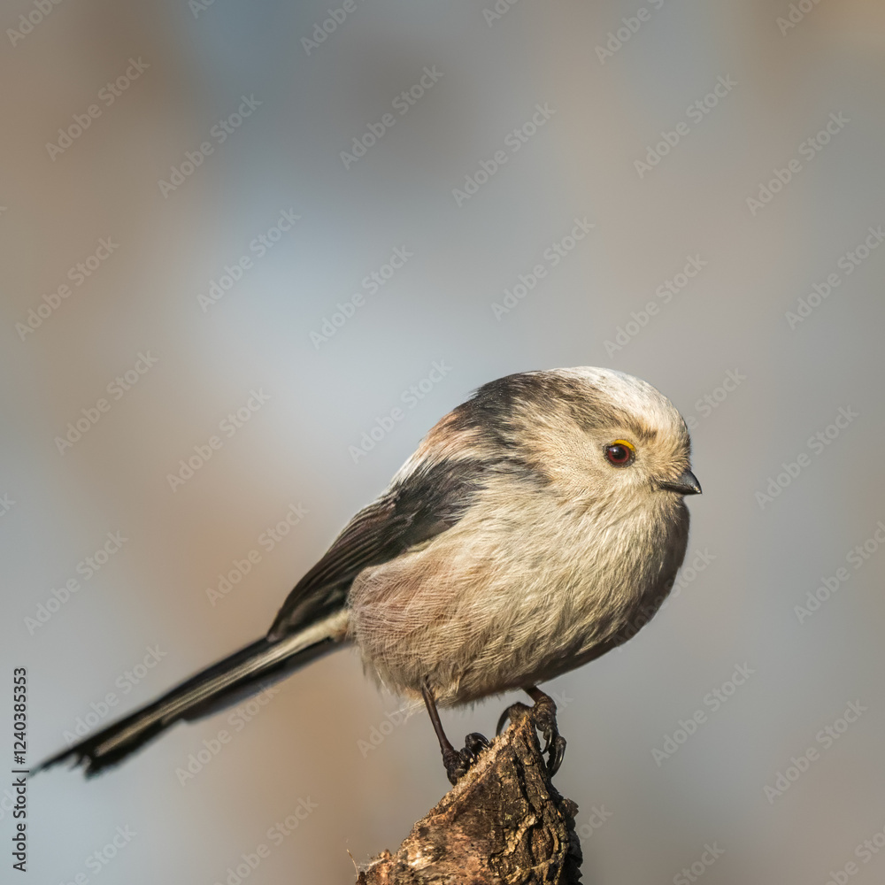 Fototapeta premium Long-tailed tit