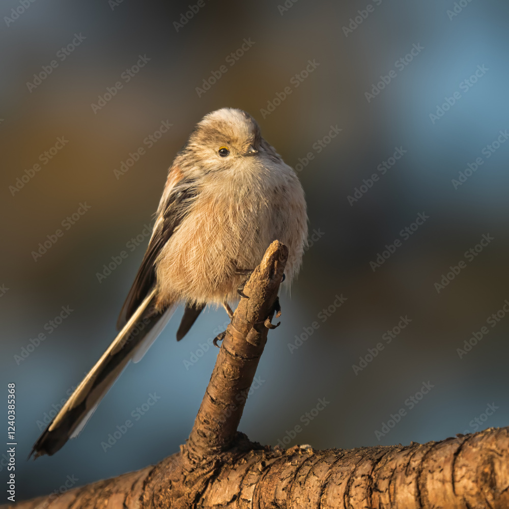 Naklejka premium Long-tailed tit
