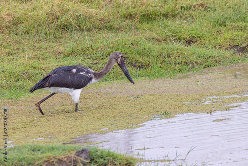 Marabou stork (Leptoptilos crumenifer) wading in water looking for food in Ngorongoro Conservation Area in Tanzania, East Africa photo