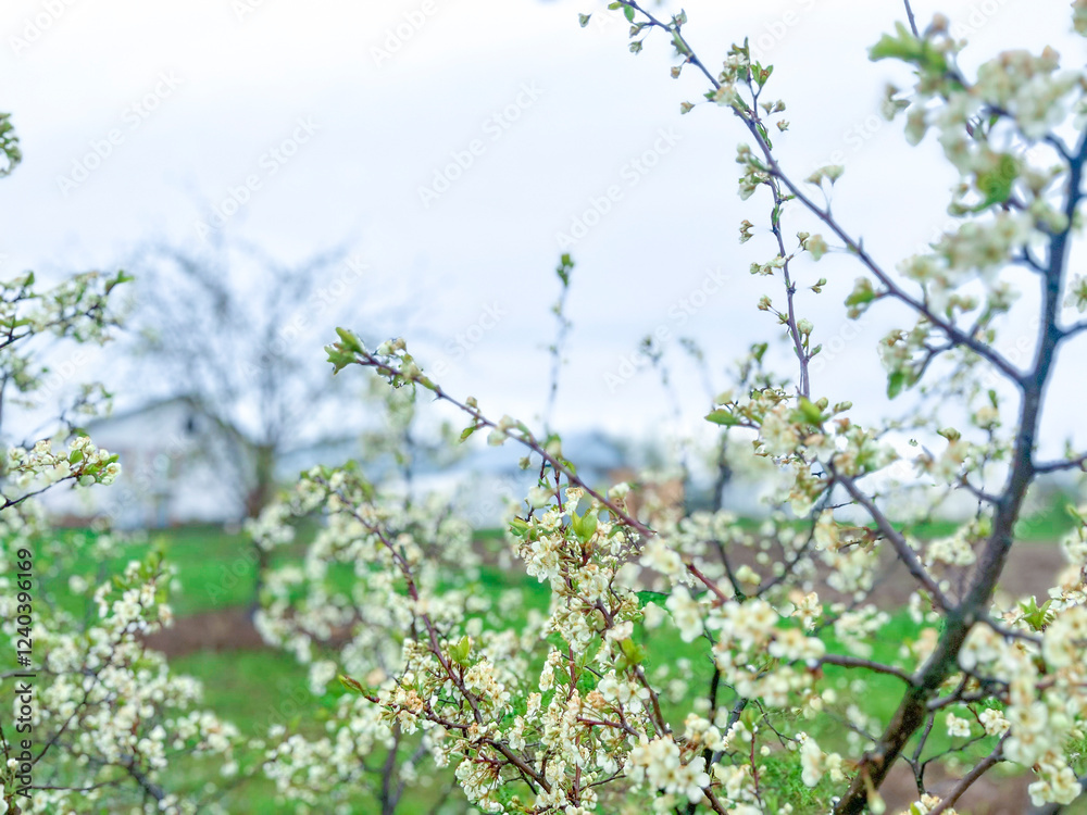 Branches of cherry blossoms in the garden. Spring in the middle zone