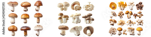 Collection of variety of mushrooms isolated on transparent background