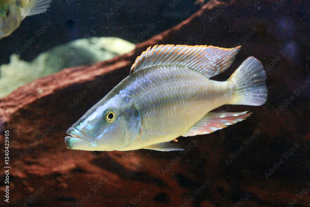 Cichlid Fish with Blue and Yellow Markings Cichlid Fish with Blue and Yellow Markings