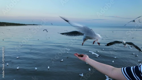 Close-up view of footage slow motion 4K. Tourists feeding seagulls on winter evening at the Bang Pu Recreation Center, Thailand. The most popular natural coastal attraction