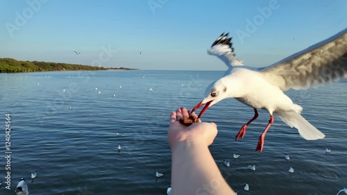 Close-up view of footage slow motion 4K. Tourists feeding seagulls on winter evening at the Bang Pu Recreation Center, Thailand. The most popular natural coastal attraction