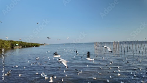 Footage slow motion 4K. Flock of seagulls flying on seaside on winter evening at Bang Pu Recreation Center, Thailand. Popular coastal natural attractions