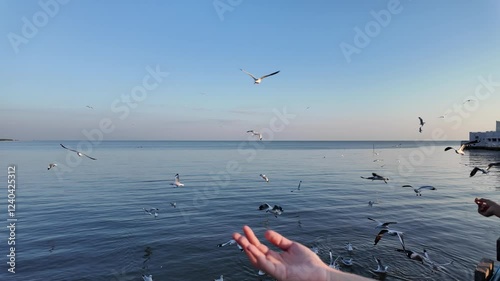Close-up view of footage slow motion 4K. Tourists feeding seagulls on winter evening at the Bang Pu Recreation Center, Thailand. The most popular natural coastal attraction