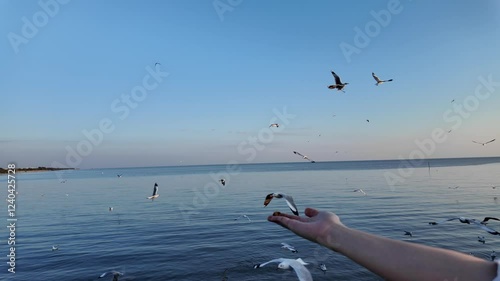 Close-up view of footage slow motion 4K. Tourists feeding seagulls on winter evening at the Bang Pu Recreation Center, Thailand. The most popular natural coastal attraction