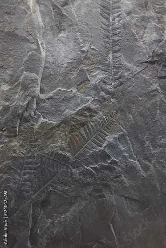 Obraz na płótnie Plant fossil Lobatopteris Alloiopteroides. Upper carboniferous. Archaelogy Spain w salonie