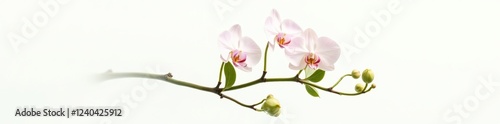 A delicate orchid branch with curved stems and lush green leaves against a soft white background, nature, isolated