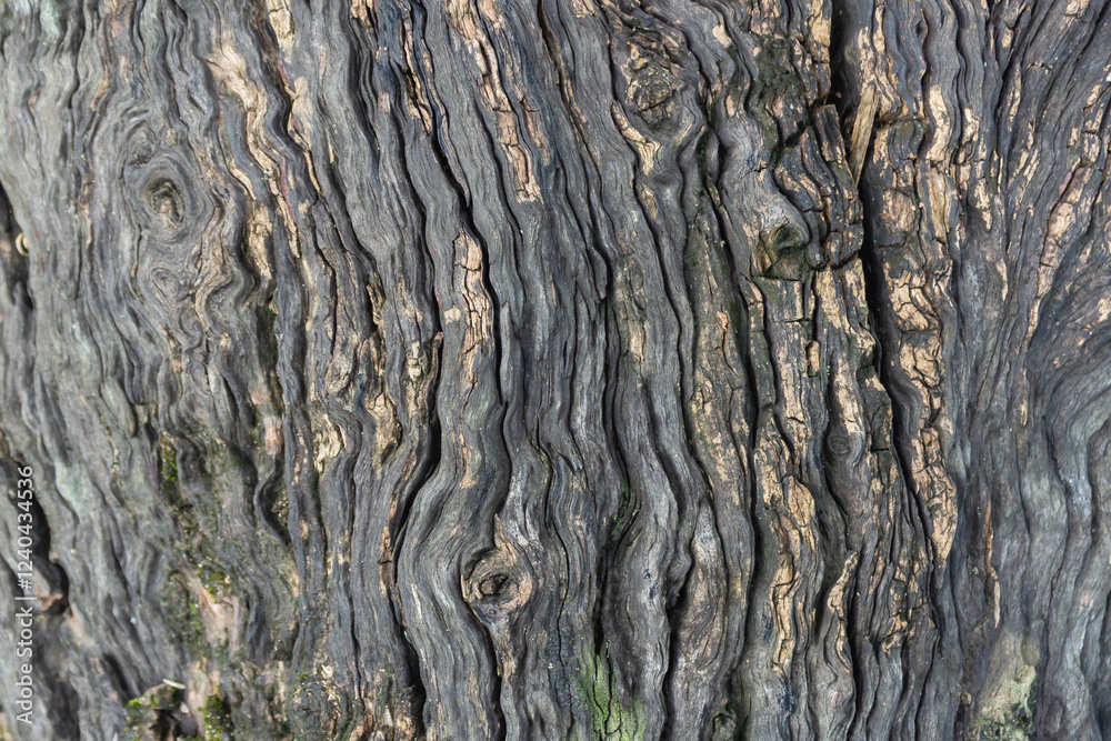 Grainy Wave Texture of Aged Dry Wood Surface Grainy Wave Texture of Aged Dry Wood Surface