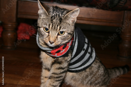 Gato con traje a rayas negro y gris