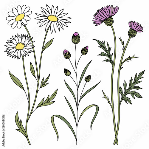 Floral Illustrations Daisies, Thistles, Buds, Wildflowers, Botanical Art