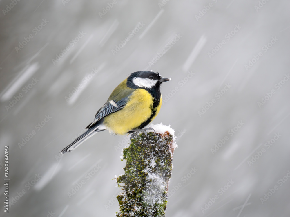 Naklejka premium Kohlmeise (Parus major)