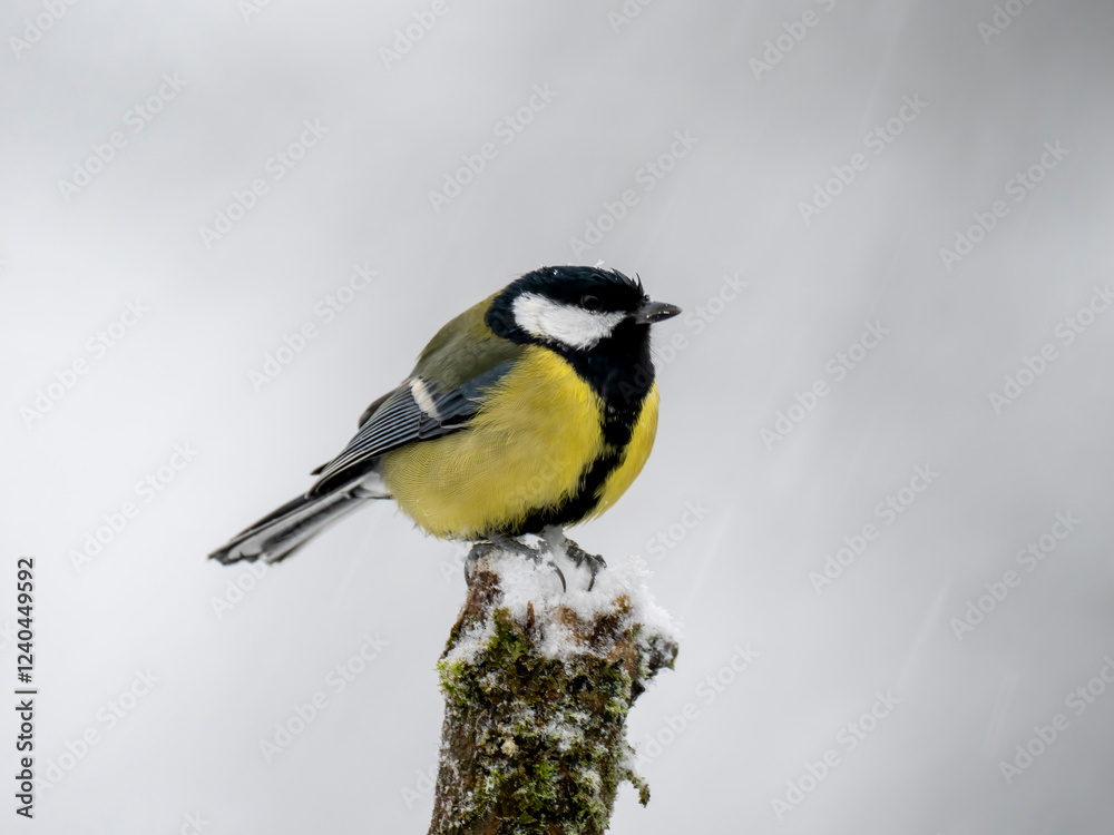 Fototapeta premium Kohlmeise (Parus major)