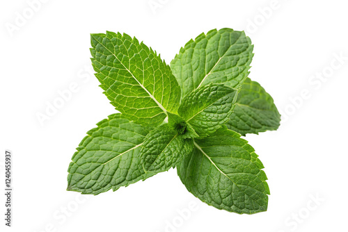 Fresh mint leaves isolated on transparent background photo