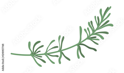 Green fresh branch of rosemary. Hand drawing isolated vector illustration for your culinary design