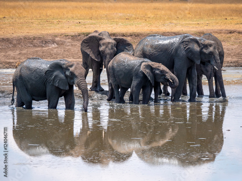 Canvas Print Happy elephants (Loxodonta africana) having a refreshing bath.