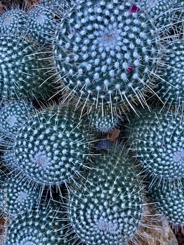 close up of cactus