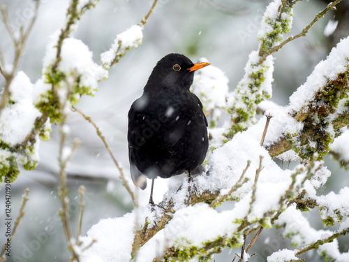 Kernbeißer (Coccothraustes coccothraustes)  Amsel (Turdus merula) photo