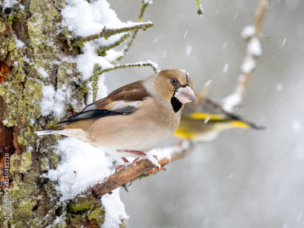 Obraz premium Kernbeißer&nbsp;(Coccothraustes coccothraustes) 