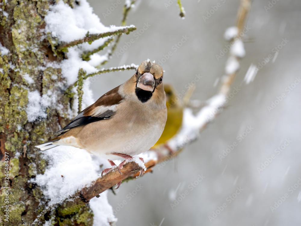 Kernbeißer (Coccothraustes coccothraustes) Kernbeißer (Coccothraustes coccothraustes)