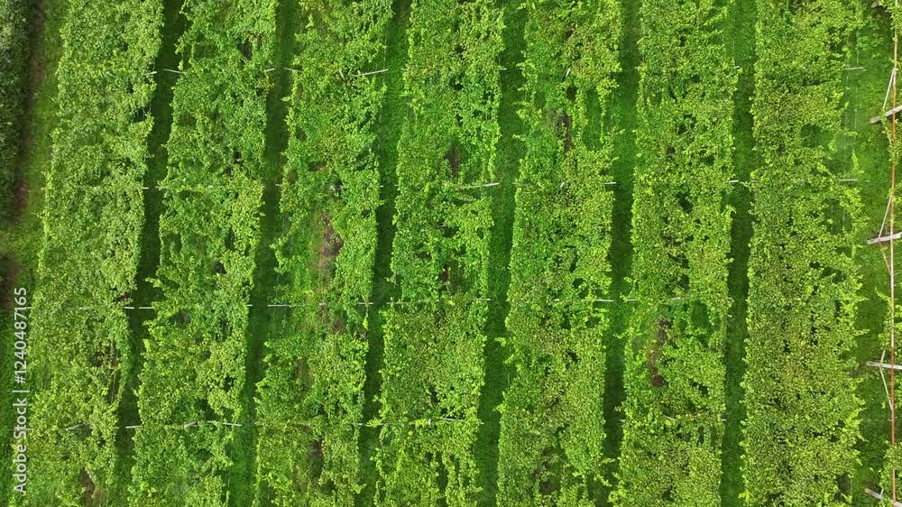 Vista zenitale fatta con un drone di un paesaggio agricolo italiano coltivato a viti.