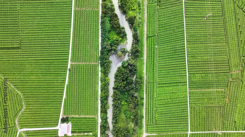 Vista zenitale fatta con un drone di un paesaggio agricolo italiano coltivato a viti.