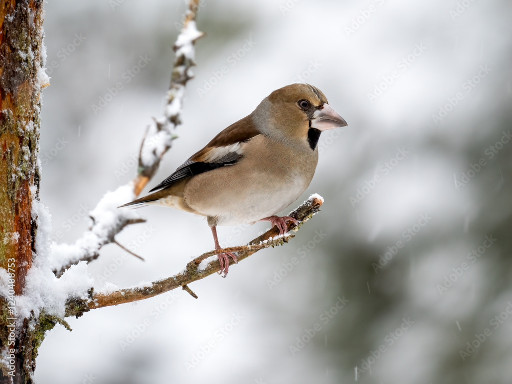 Kernbeißer (Coccothraustes coccothraustes) Kernbeißer (Coccothraustes coccothraustes)