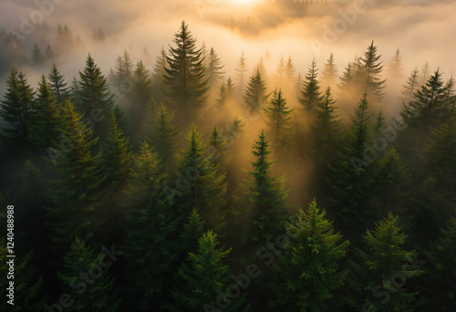 Sunrise Foggy Forest Aerial View Golden Light Landscape
