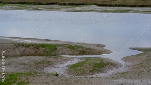 Slow motion video recorded at 50fps of an Egret (Egretta garzetta) walking along the shore in Las Marismas de San Miguel, in Cartaya (Huelva). Andalusia, Spain photo