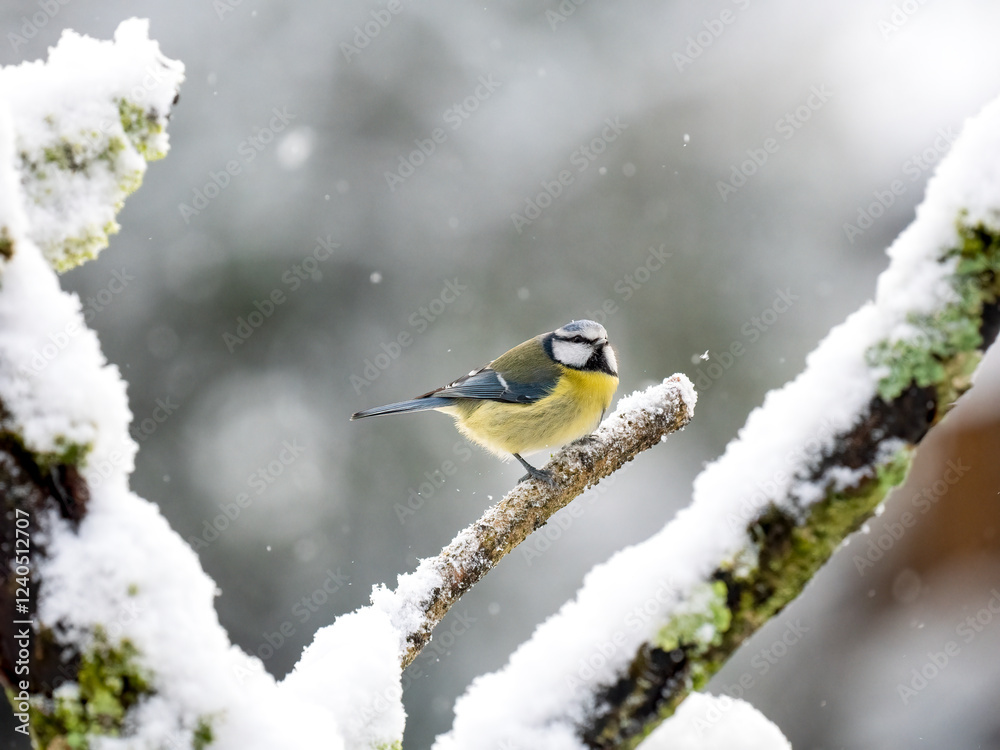 Blaumeise (Cyanistes caeruleu) Blaumeise (Cyanistes caeruleu)